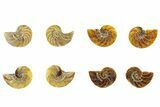 Cut & Polished Nautilus Fossils - 1 to 1 1/4" Size - Photo 3
